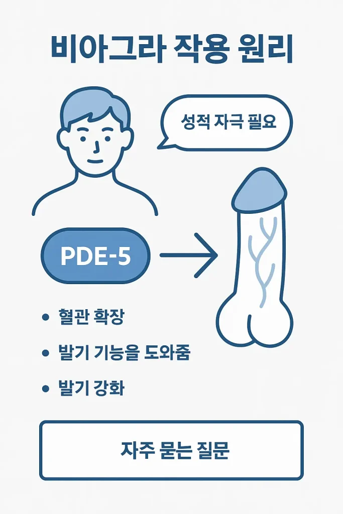 비아그라 먹으면 오래 하나요? 비아그라의 기본 작용 원리