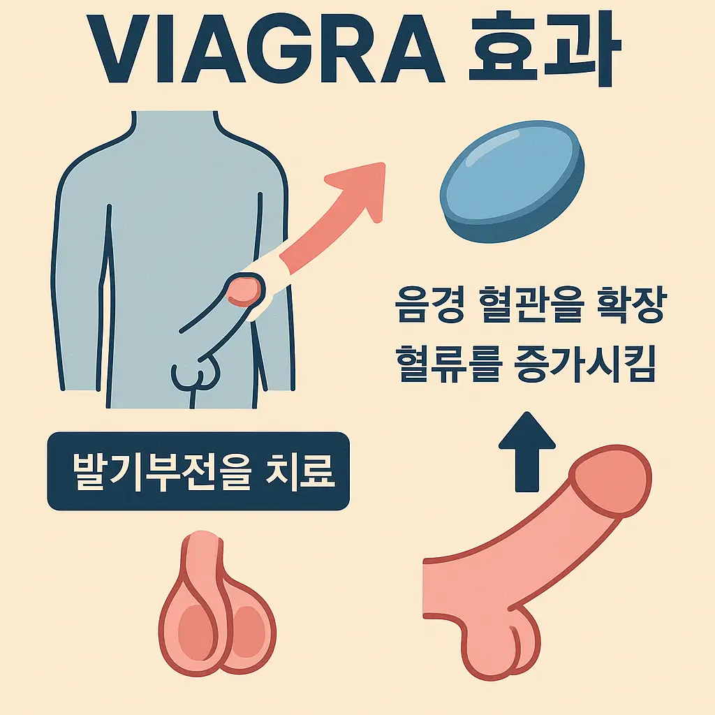비아그라 효과: 제대로 알고 복용하는 완벽 가이드